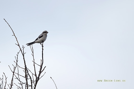 Raubwürger - Copyright Mathias Putze