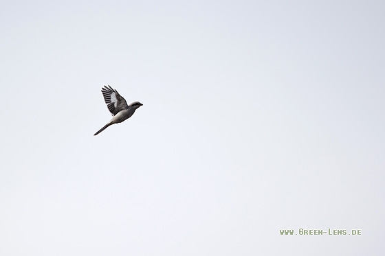 Raubwürger - Copyright Mathias Putze