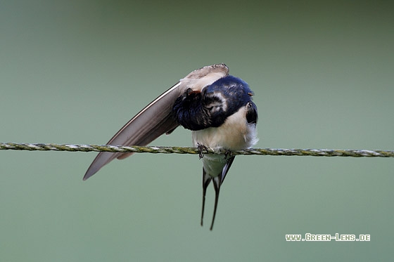 Rauchschwalbe - Copyright Stefan Pfützke