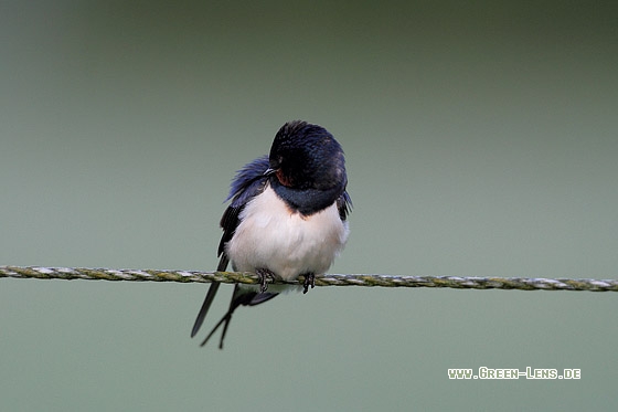 Rauchschwalbe - Copyright Stefan Pfützke