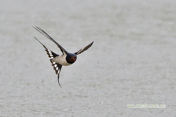 Rauchschwalbe - Copyright Stefan Pfützke