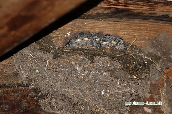Rauchschwalbe - Copyright Stefan Pfützke