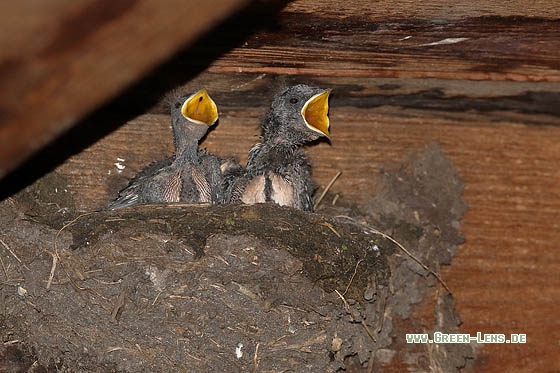 Rauchschwalbe - Copyright Stefan Pfützke