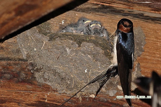 Rauchschwalbe - Copyright Stefan Pfützke