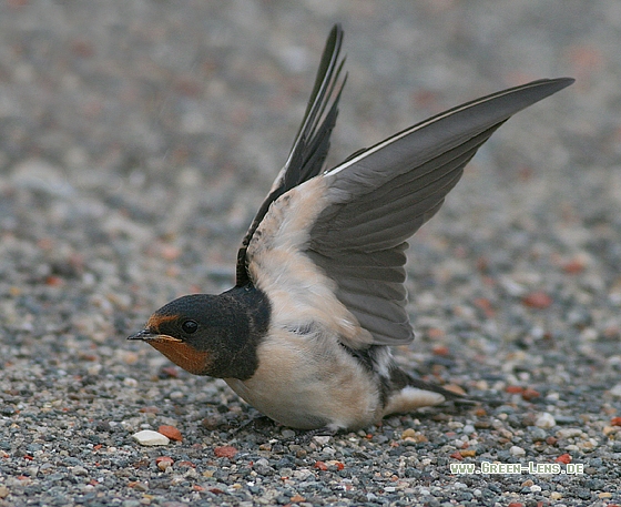 Rauchschwalbe - Copyright Stefan Pfützke