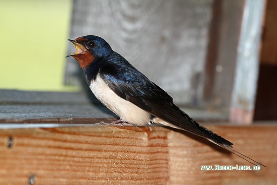 Rauchschwalbe - Copyright Stefan Pfützke