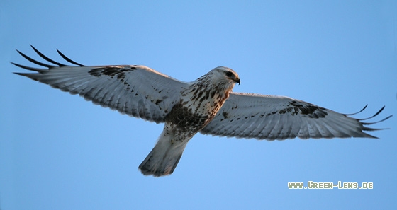 Raufußbussard - Copyright Stefan Pfützke