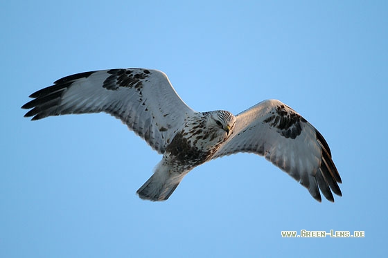 Raufußbussard - Copyright Stefan Pfützke