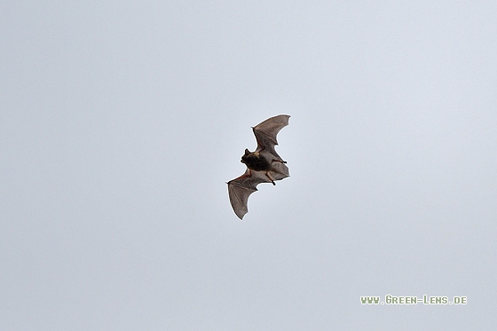Rauhautfledermaus - Copyright Stefan Pfützke