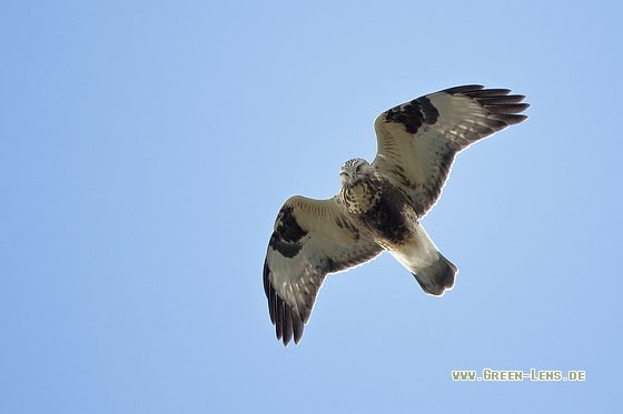 Raufußbussard - Copyright Stefan Pfützke