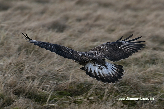 Raufußbussard - Copyright Stefan Pfützke