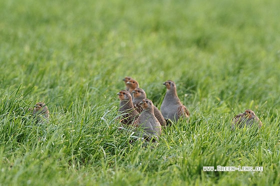 Rebhuhn - Copyright Stefan Pfützke