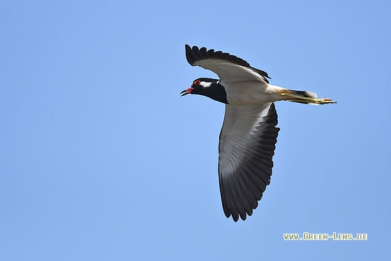 Rotlappenkiebitz - Copyright Stefan Pfützke