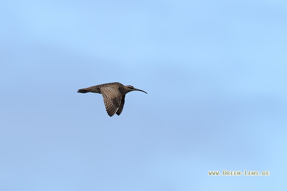 Hudsonbrachvogel - Copyright Stefan Pfützke