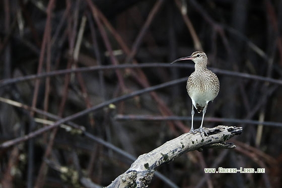 Regenbrachvogel - Copyright Stefan Pfützke