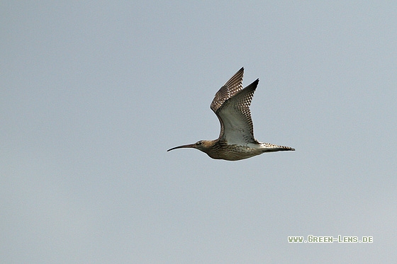 Großer Brachvogel - Copyright Stefan Pfützke
