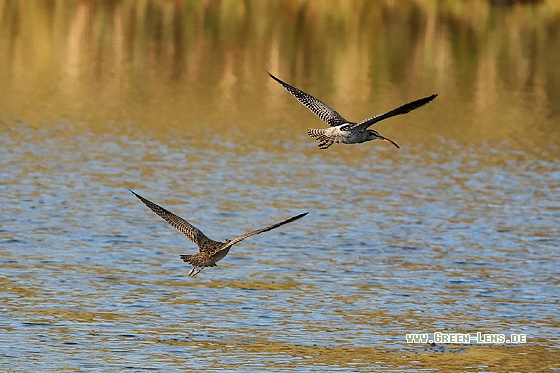 Hudsonbrachvogel - Copyright Stefan Pfützke
