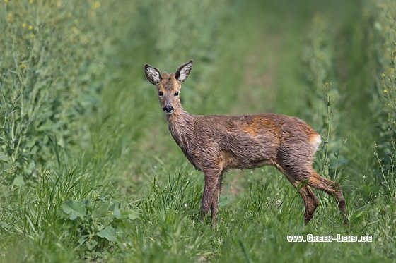 Reh - Copyright Mathias Putze