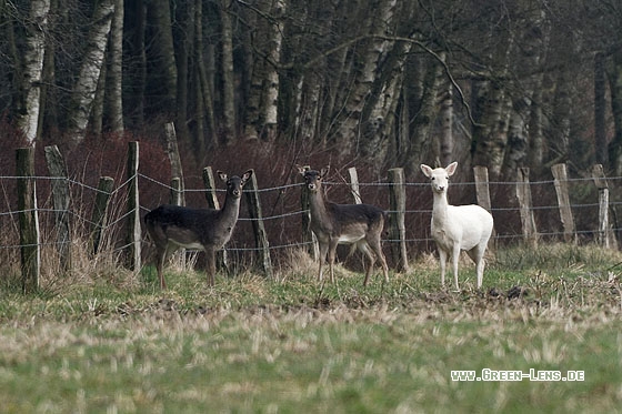 Damhirsch - Copyright Stefan Pfützke