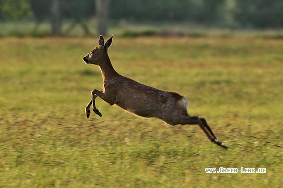 Reh - Copyright Stefan Pfützke