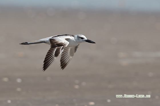 Reiherläufer - Copyright Mathias Putze