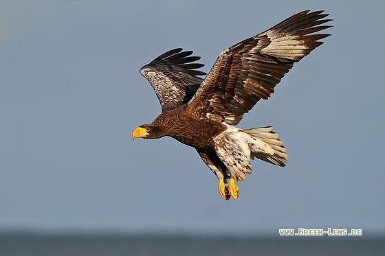 Riesenseeadler - Copyright Stefan Pfützke