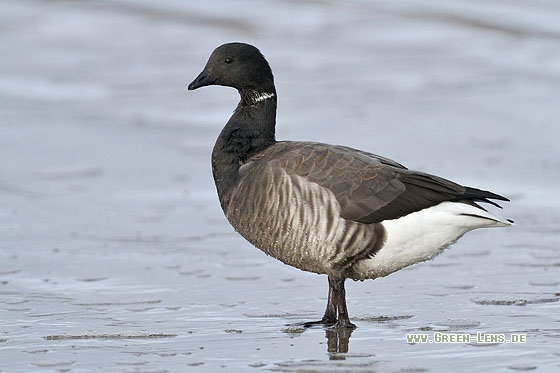 Ringelgans - Copyright Stefan Pfützke