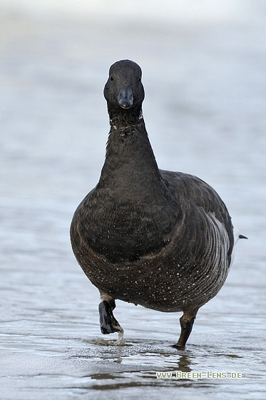 Ringelgans - Copyright Stefan Pfützke