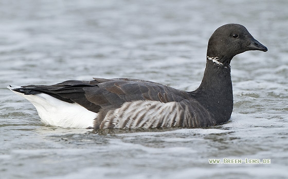 Ringelgans - Copyright Stefan Pfützke