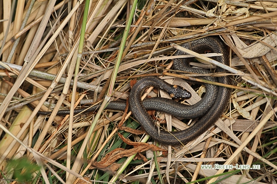 Ringelnatter - Copyright Stefan Pfützke