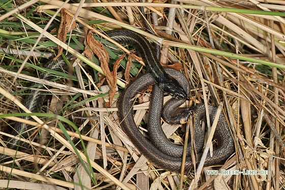 Ringelnatter - Copyright Stefan Pfützke