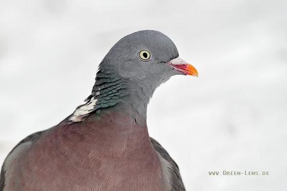 Ringeltaube - Copyright Stefan Pfützke