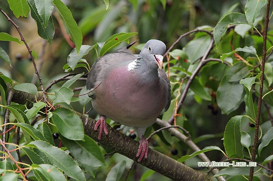 Ringeltaube - Copyright Stefan Pfützke
