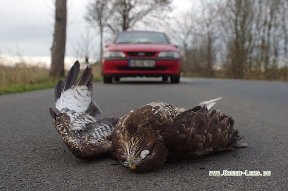 Mäusebussard - Copyright Stefan Pfützke
