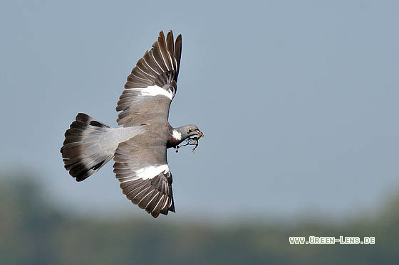 Ringeltaube - Copyright