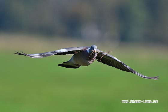 Ringeltaube - Copyright