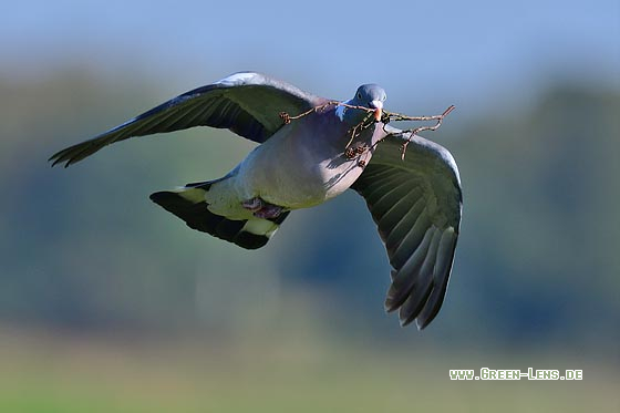 Ringeltaube - Copyright