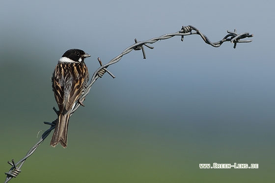 Rohrammer - Copyright Stefan Pfützke