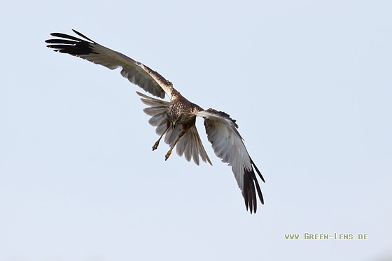 Rohrweihe - Copyright Mathias Putze