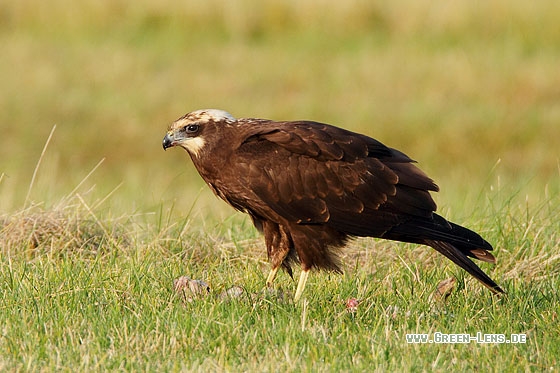 Rohrweihe - Copyright Stefan Pfützke