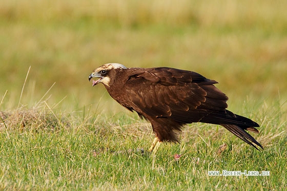Rohrweihe - Copyright Stefan Pfützke