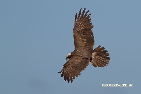 Rohrweihe - Copyright Stefan Pfützke