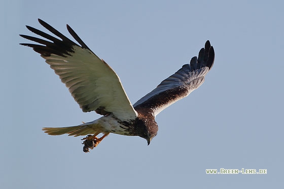 Rohrweihe - Copyright Stefan Pfützke