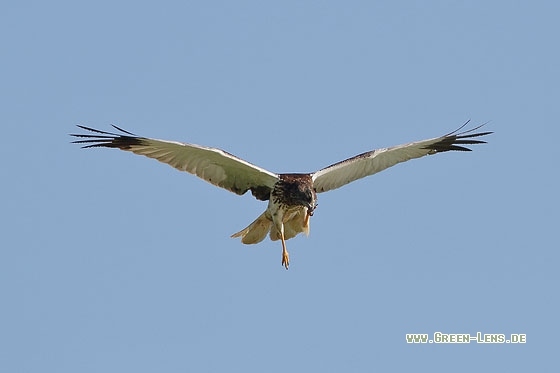 Rohrweihe - Copyright Stefan Pfützke