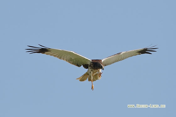 Rohrweihe - Copyright Stefan Pfützke