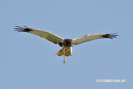 Rohrweihe - Copyright Stefan Pfützke