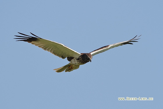 Rohrweihe - Copyright Stefan Pfützke