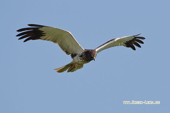 Rohrweihe - Copyright Stefan Pfützke