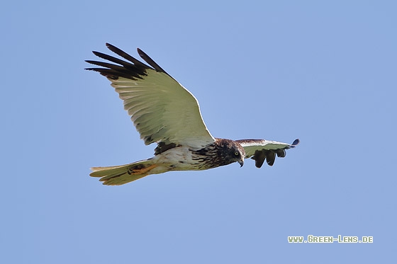 Rohrweihe - Copyright Stefan Pfützke