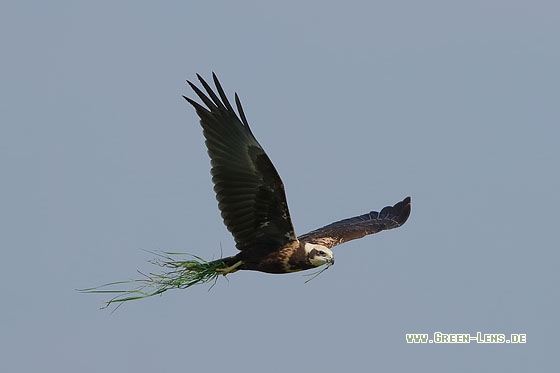 Rohrweihe - Copyright Stefan Pfützke